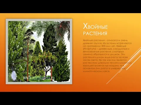 ХВОЙНЫЕ РАСТЕНИЯ Хвойные растения – относятся к очень древней группе. Их останки