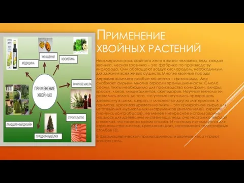 ПРИМЕНЕНИЕ ХВОЙНЫХ РАСТЕНИЙ Неизмерима роль хвойного леса в жизни человека, ведь каждая