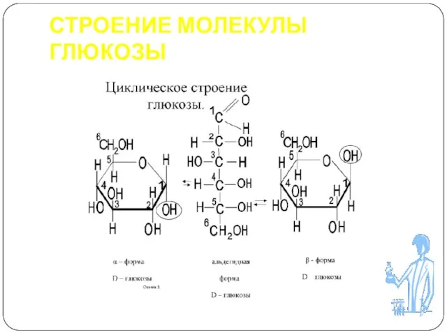 СТРОЕНИЕ МОЛЕКУЛЫ ГЛЮКОЗЫ