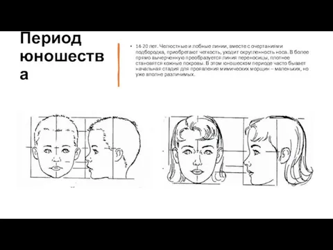 Период юношества 14-20 лет. Челюстные и лобные линии, вместе с очертаниями подбородка,