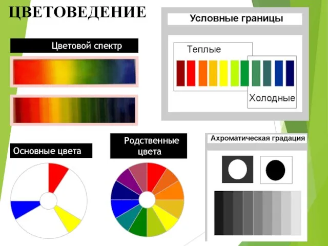 ЦВЕТОВЕДЕНИЕ Основные цвета Цветовой спектр Родственные цвета