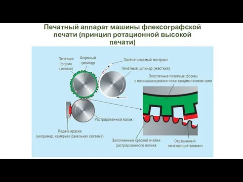 Печатный аппарат машины флексографской печати (принцип ротационной высокой печати)