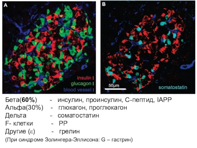 Бета(60%) - инсулин, проинсулин, С-пептид, IAPP Альфа(30%) - глюкагон, проглюкагон Дельта -