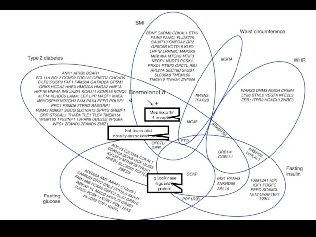 Fat mass and obesity-associated protein Melanocortin 4 receptor Bremelanotide + glucokinase regulatory protein