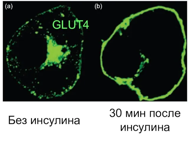 Без инсулина 30 мин после инсулина GLUT4