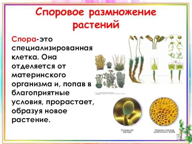 Споровое размножение растений Спора-это специализированная клетка. Она отделяется от материнского организма и,