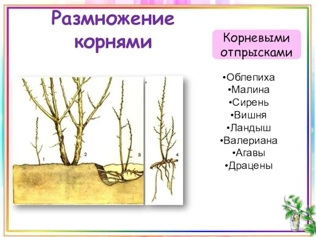 Размножение корнями Корневыми отпрысками Облепиха Малина Сирень Вишня Ландыш Валериана Агавы Драцены