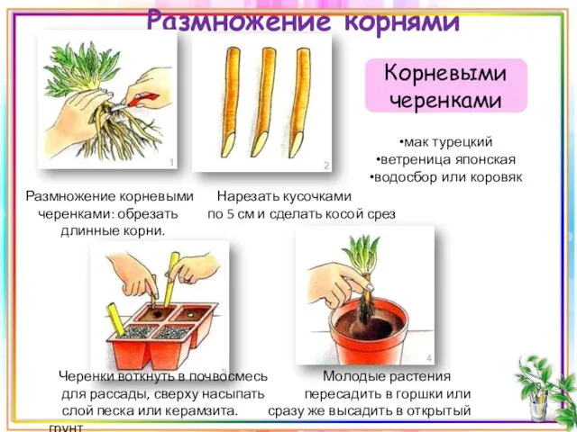 Размножение корнями Корневыми черенками Размножение корневыми Нарезать кусочками черенками: обрезать по 5