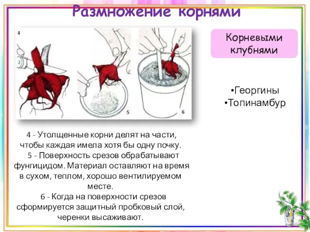 Корневыми клубнями Размножение корнями 4 - Утолщенные корни делят на части, чтобы