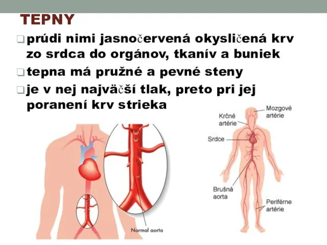 TEPNY prúdi nimi jasnočervená okysličená krv zo srdca do orgánov, tkanív a