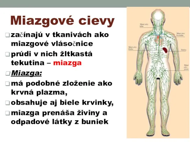 Miazgové cievy začínajú v tkanivách ako miazgové vlásočnice prúdi v nich žltkastá