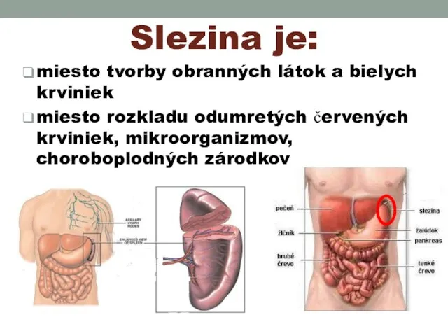 Slezina je: miesto tvorby obranných látok a bielych krviniek miesto rozkladu odumretých