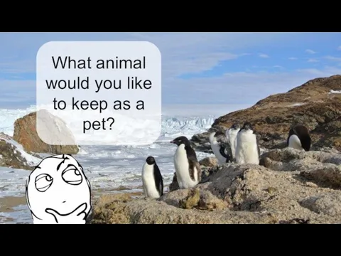What animal would you like to keep as a pet?