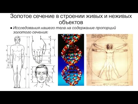 Золотое сечение в строении живых и неживых объектов Исследования нашего тела на содержание пропорций золотого сечения: