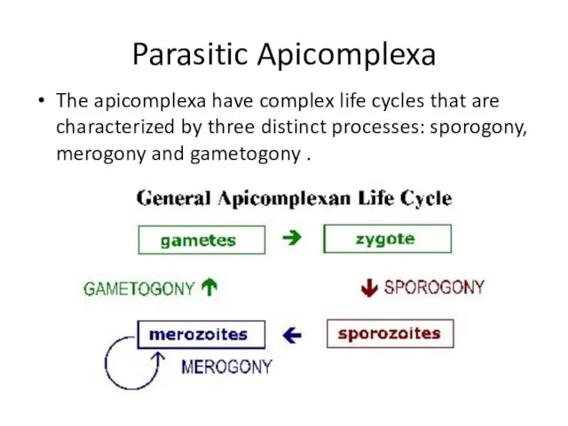 Parasitic Apicomplexa The apicomplexa have complex life cycles that are characterized by