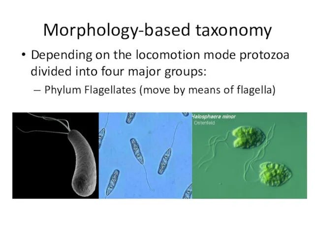 Morphology-based taxonomy Depending on the locomotion mode protozoa divided into four major