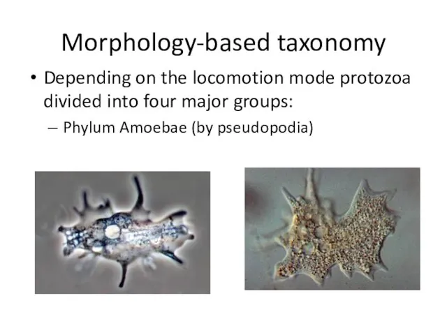 Morphology-based taxonomy Depending on the locomotion mode protozoa divided into four major