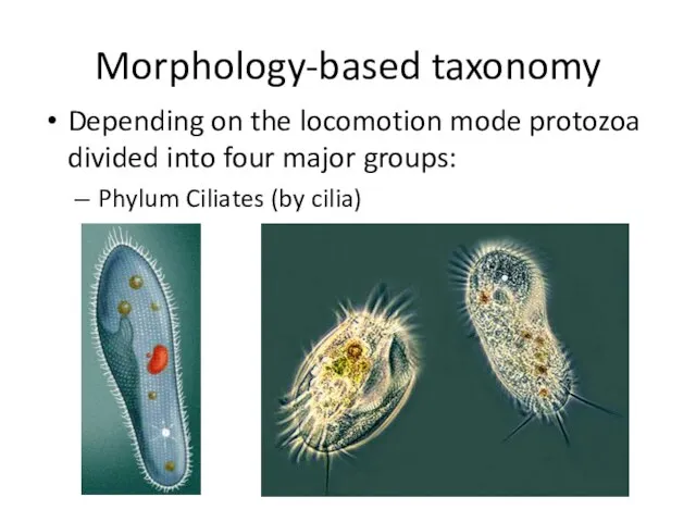 Morphology-based taxonomy Depending on the locomotion mode protozoa divided into four major