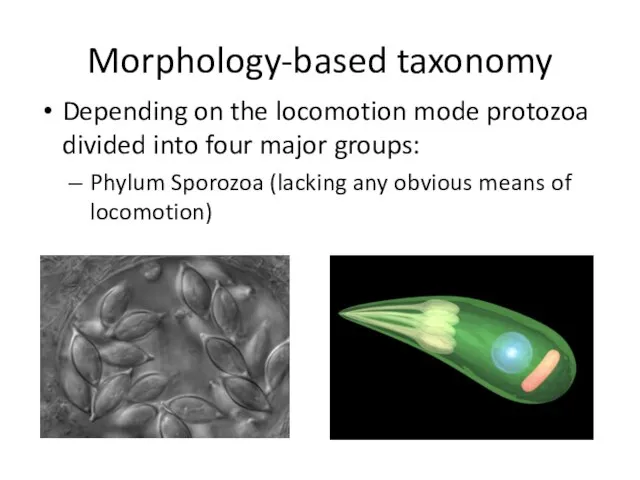 Morphology-based taxonomy Depending on the locomotion mode protozoa divided into four major