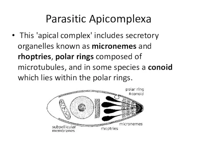 Parasitic Apicomplexa This 'apical complex' includes secretory organelles known as micronemes and