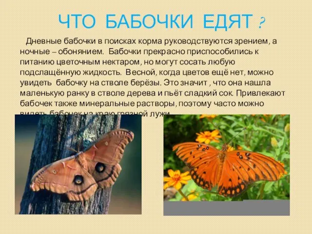 ЧТО БАБОЧКИ ЕДЯТ ? Дневные бабочки в поисках корма руководствуются зрением, а