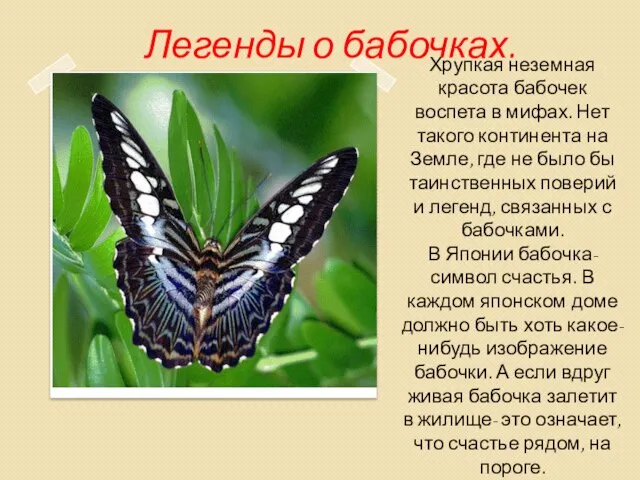 Легенды о бабочках. Хрупкая неземная красота бабочек воспета в мифах. Нет такого