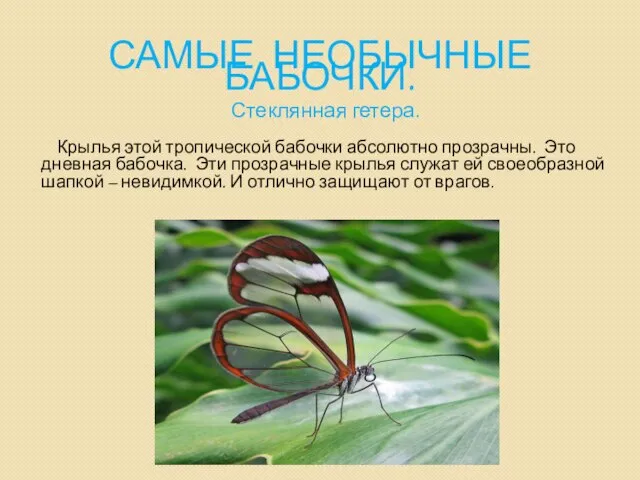 САМЫЕ НЕОБЫЧНЫЕ БАБОЧКИ. Стеклянная гетера. Крылья этой тропической бабочки абсолютно прозрачны. Это