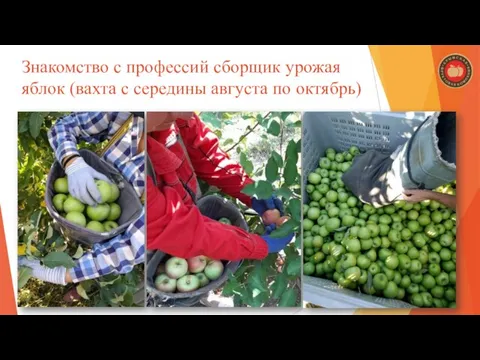 Знакомство с профессий сборщик урожая яблок (вахта с середины августа по октябрь)
