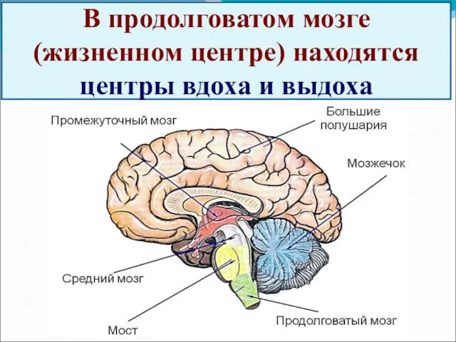 В продолговатом мозге (жизненном центре) находятся центры вдоха и выдоха