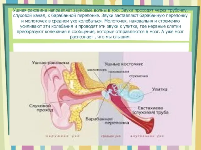 Ушная раковина направляет звуковые волны в ухо. Звуки проходят через трубочку, слуховой