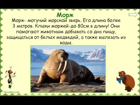 Морж- могучий морской зверь. Его длина более 3 метров. Клыки моржей-до 80см