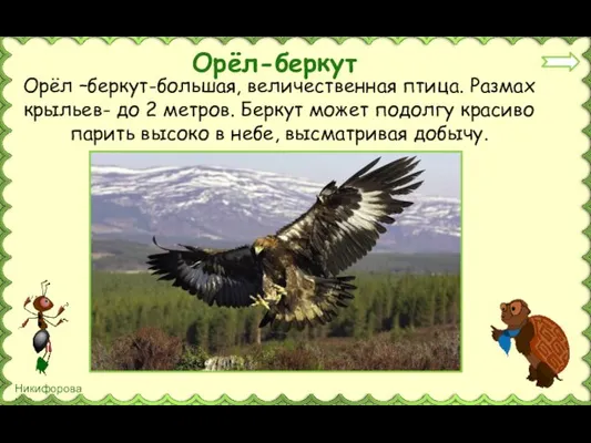 Орёл –беркут-большая, величественная птица. Размах крыльев- до 2 метров. Беркут может подолгу