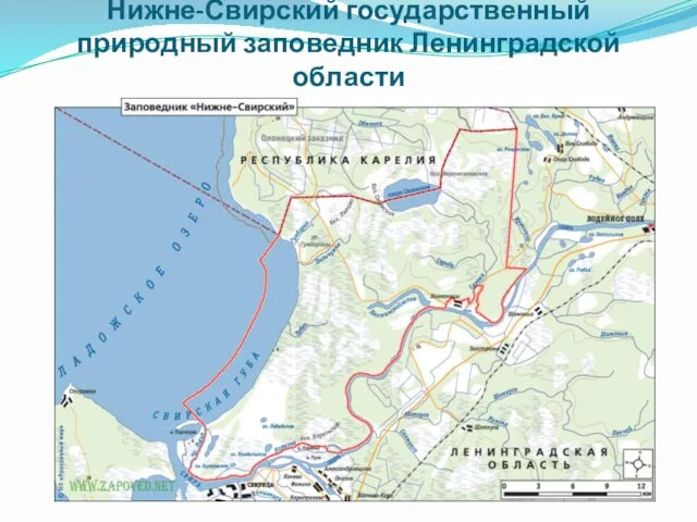 Нижне-Свирский государственный природный заповедник Ленинградской области