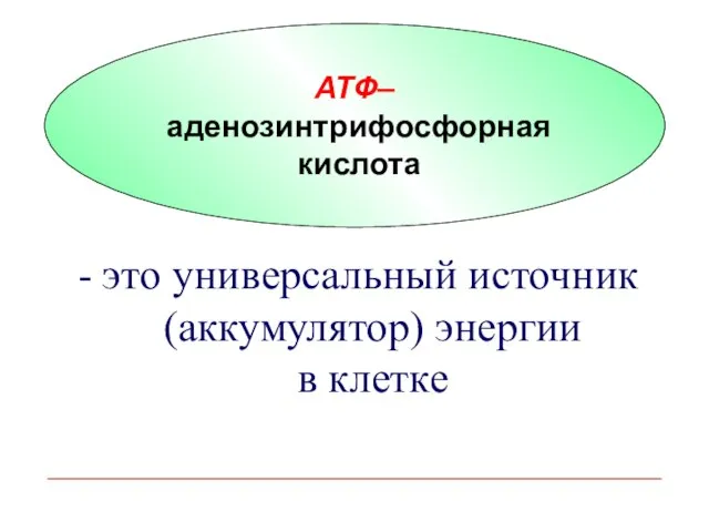 - это универсальный источник (аккумулятор) энергии в клетке АТФ– аденозинтрифосфорная кислота