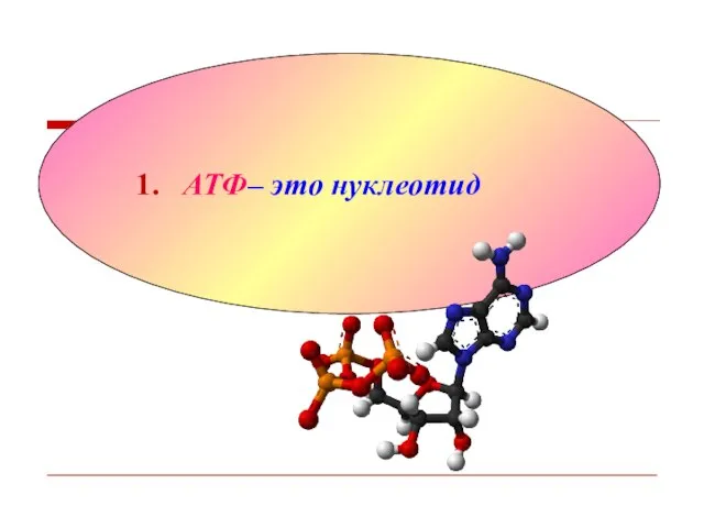 1. АТФ– это нуклеотид