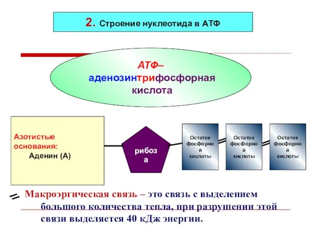 АТФ– аденозинтрифосфорная кислота 2. Строение нуклеотида в АТФ Азотистые основания: Аденин (А)