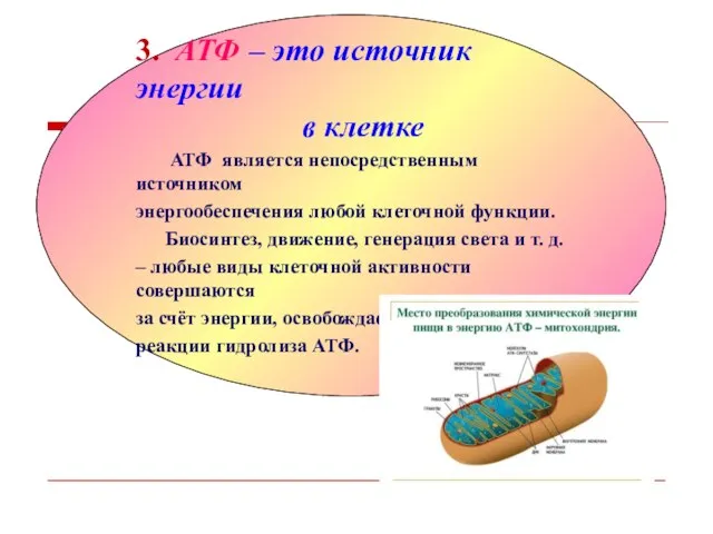 3. АТФ – это источник энергии в клетке АТФ является непосредственным источником