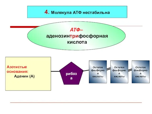 АТФ– аденозинтрифосфорная кислота 4. Молекула АТФ нестабильна Азотистые основания: Аденин (А) рибоза