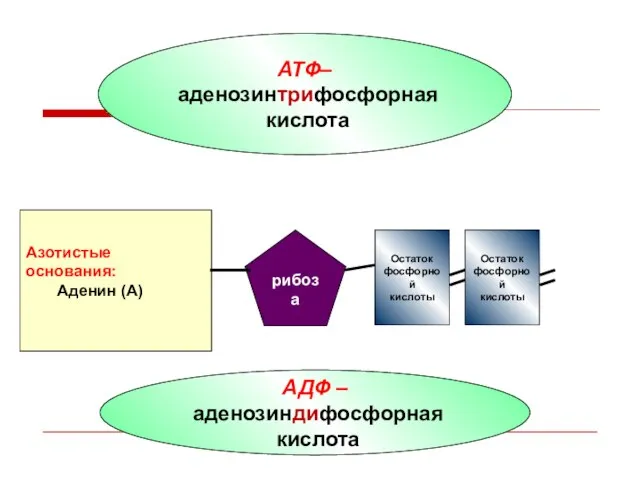 АТФ– аденозинтрифосфорная кислота Азотистые основания: Аденин (А) рибоза Остаток фосфорной кислоты Остаток