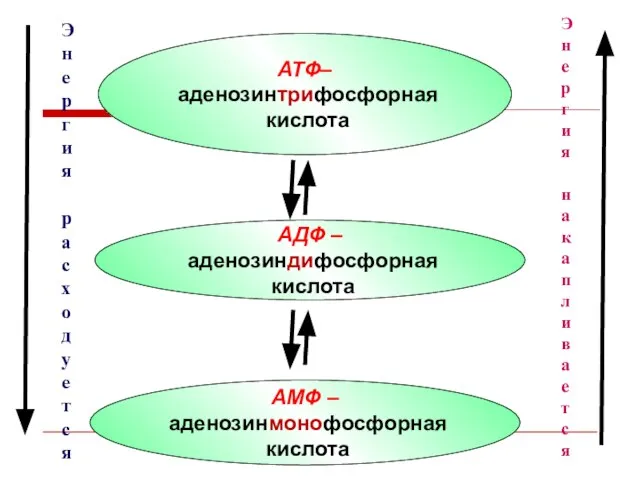 АТФ– аденозинтрифосфорная кислота АДФ – аденозиндифосфорная кислота АМФ – аденозинмонофосфорная кислота Э