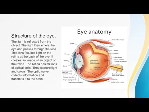 Structure of the eye. The light is reflected from the object. The