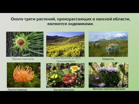 Около трети растений, произрастающих в капской области, являются эндемиками. Протея хвостатая Горный