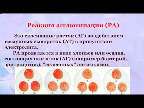Реакция агглютинации (РА) Это склеивание клеток (АГ) воздействием иммунных сывороток (АТ) в