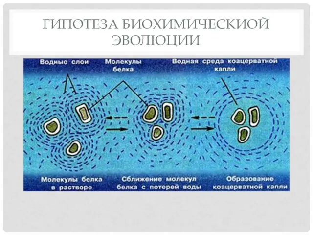 ГИПОТЕЗА БИОХИМИЧЕСКИОЙ ЭВОЛЮЦИИ