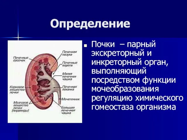 Определение Почки – парный экскреторный и инкреторный орган, выполняющий посредством функции мочеобразования регуляцию химического гомеостаза организма