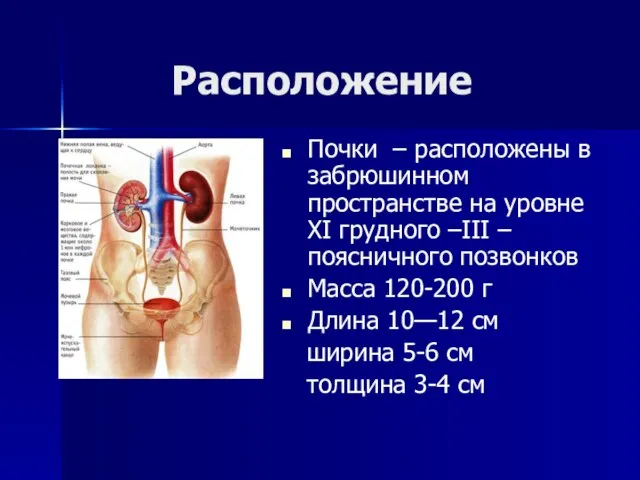 Расположение Почки – расположены в забрюшинном пространстве на уровне XI грудного –III