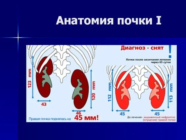 Анатомия почки I