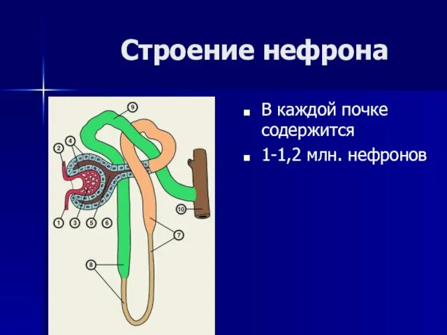 Строение нефрона В каждой почке содержится 1-1,2 млн. нефронов