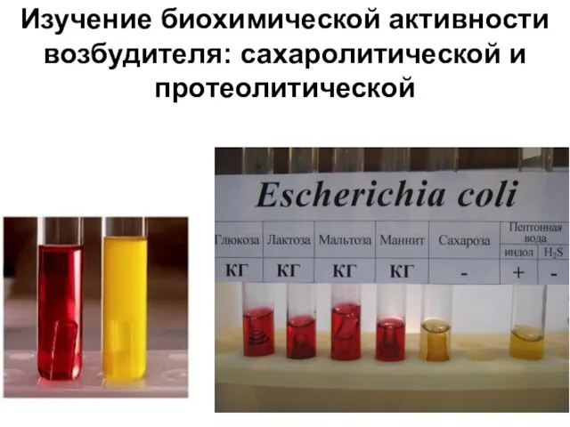 Изучение биохимической активности возбудителя: сахаролитической и протеолитической