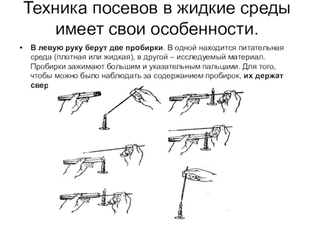 Техника посевов в жидкие среды имеет свои особенности. В левую руку берут